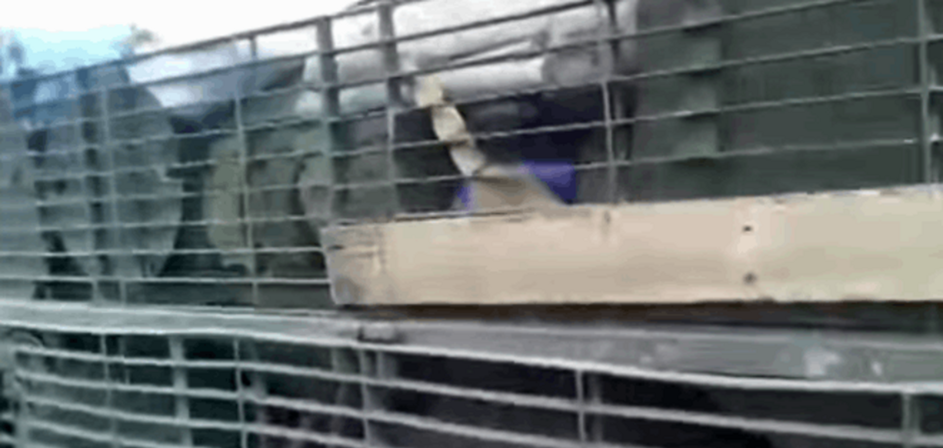 У страха глаза велики: 'укры' из супер-танка 'Черная пантера' высмеяли трусливого боевика - видеофакт