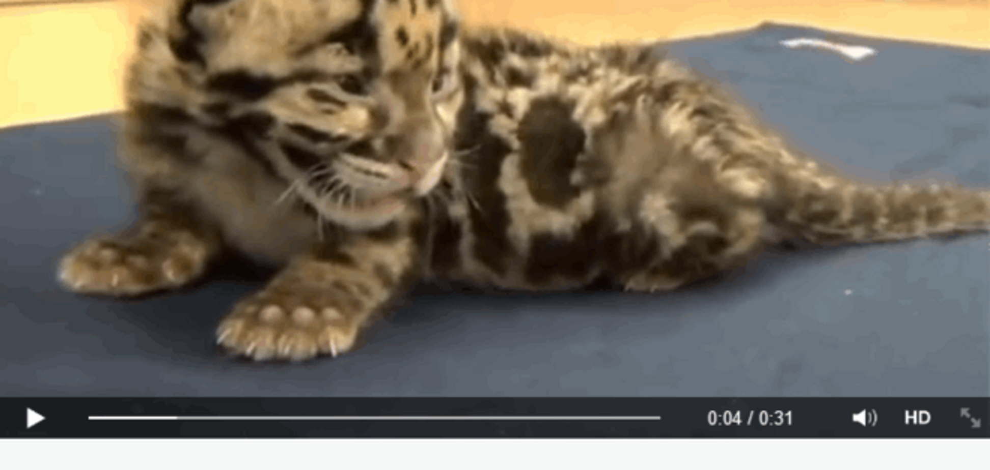 Новорожденный леопард за два дня стал звездой Интернета