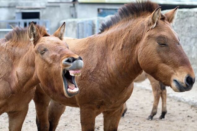 Куда пойти на выходные: топ-5 зоопарков Украины