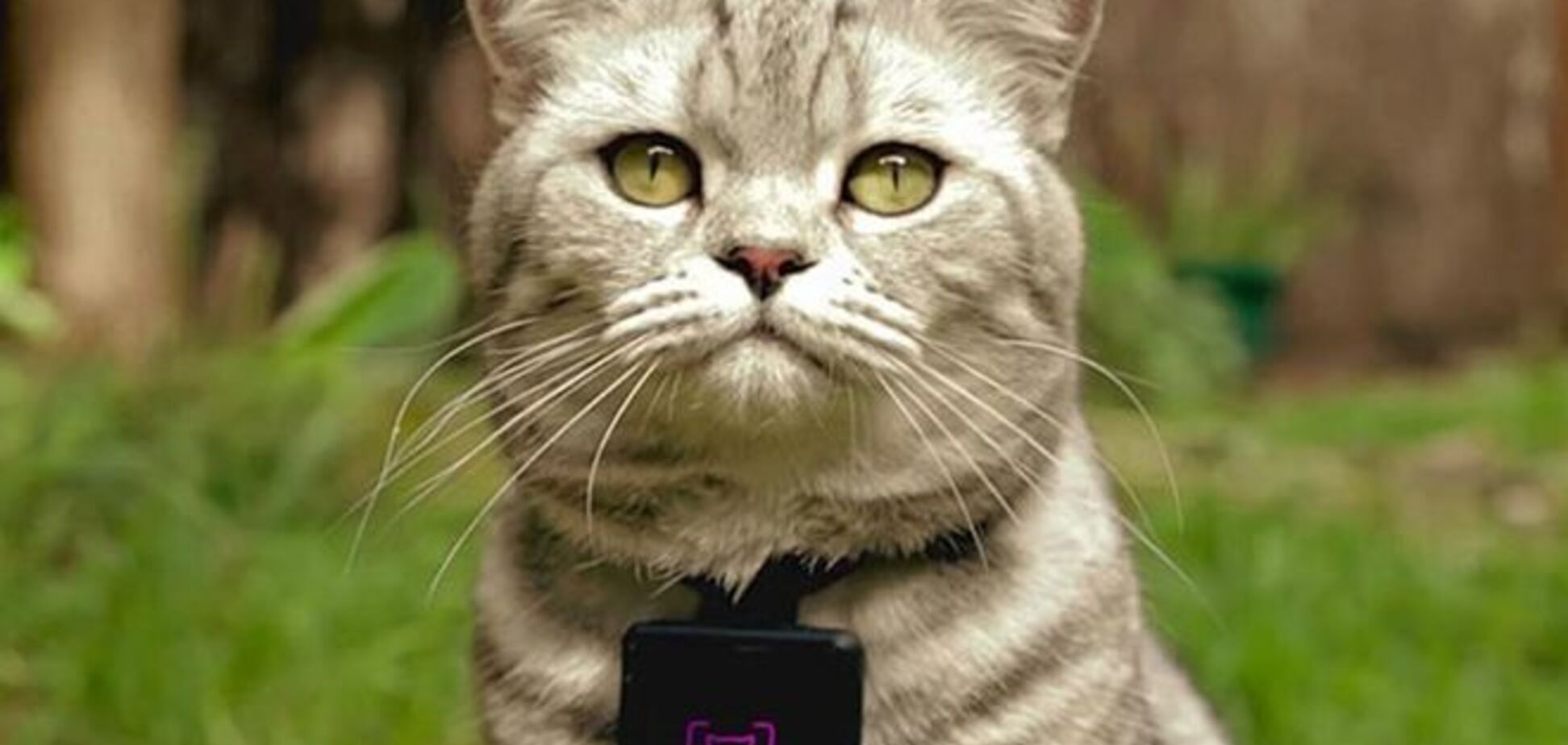 Мяу, крошки: в сети появился аналог Instagram для селфи котов