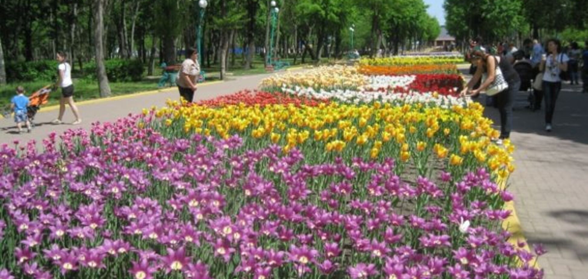 Лучшие места Украины для весеннего отдыха: долина нарциссов на Закарпатье и сиреневый гай в Диканьке