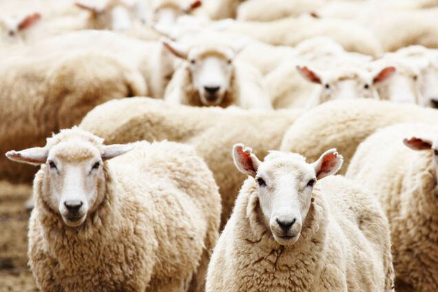 Тренировались! Озверевшие боевики 'ЛНР' расстреляли целое стадо овец