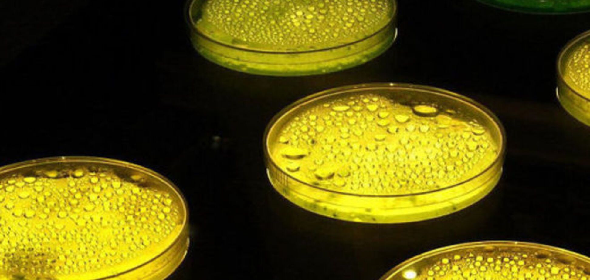Биологи нашли чудо-бактерии со встроенным аккумулятором электроэнергии