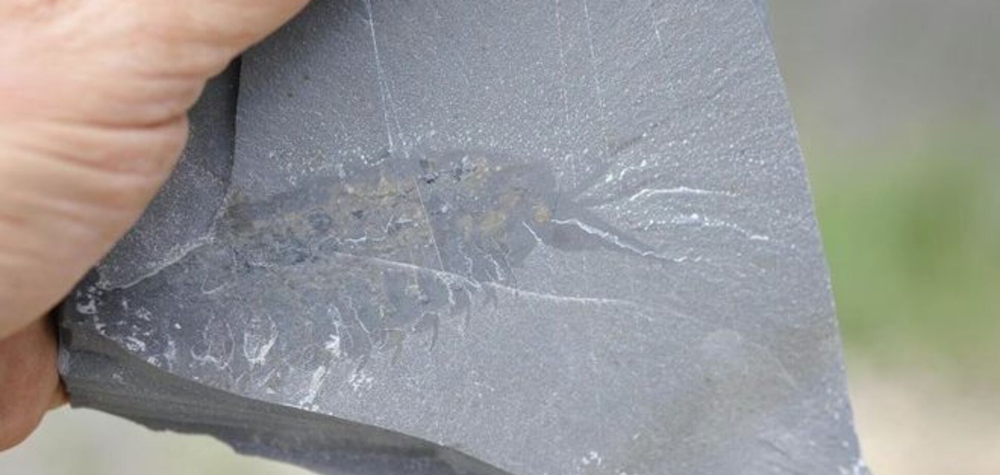 Ученые обнаружили в Канаде гигантскую креветку с усами-руками: фотофакт
