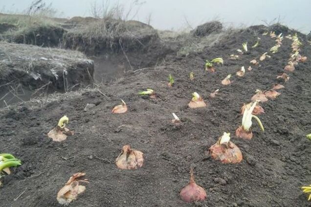 Закарпатские военные засадили окопы луком: фотофакт