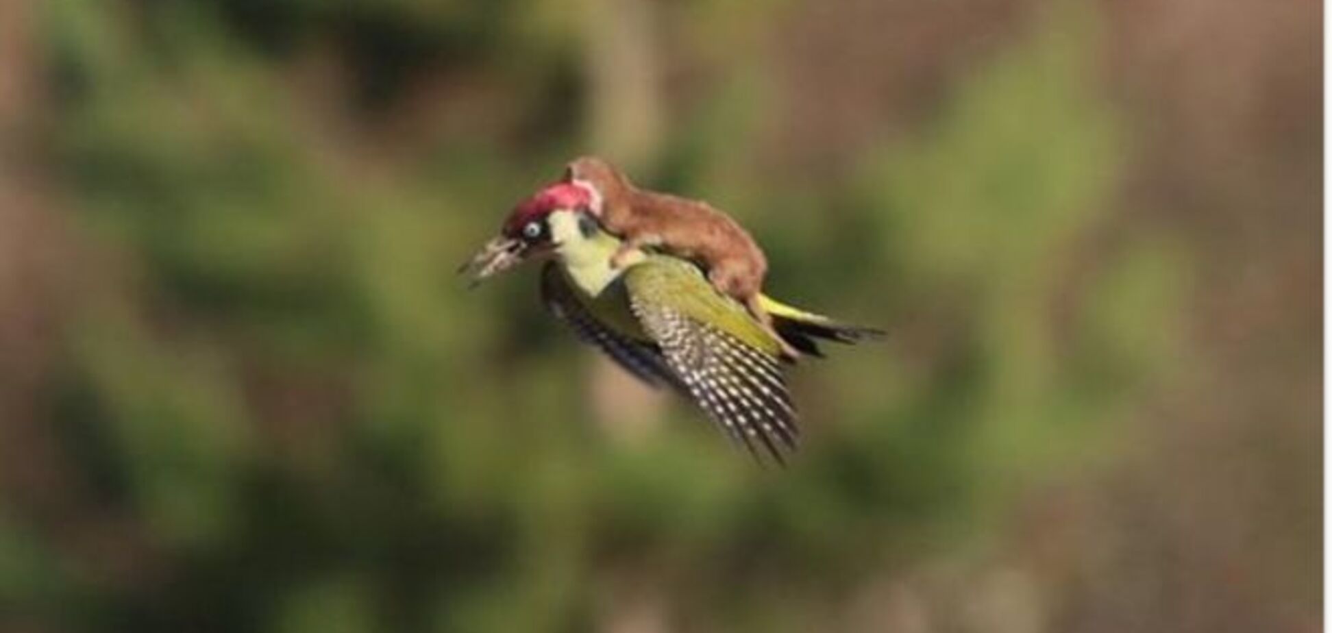 Невероятные фото: в Лондоне ласка покаталась на летящем дятле