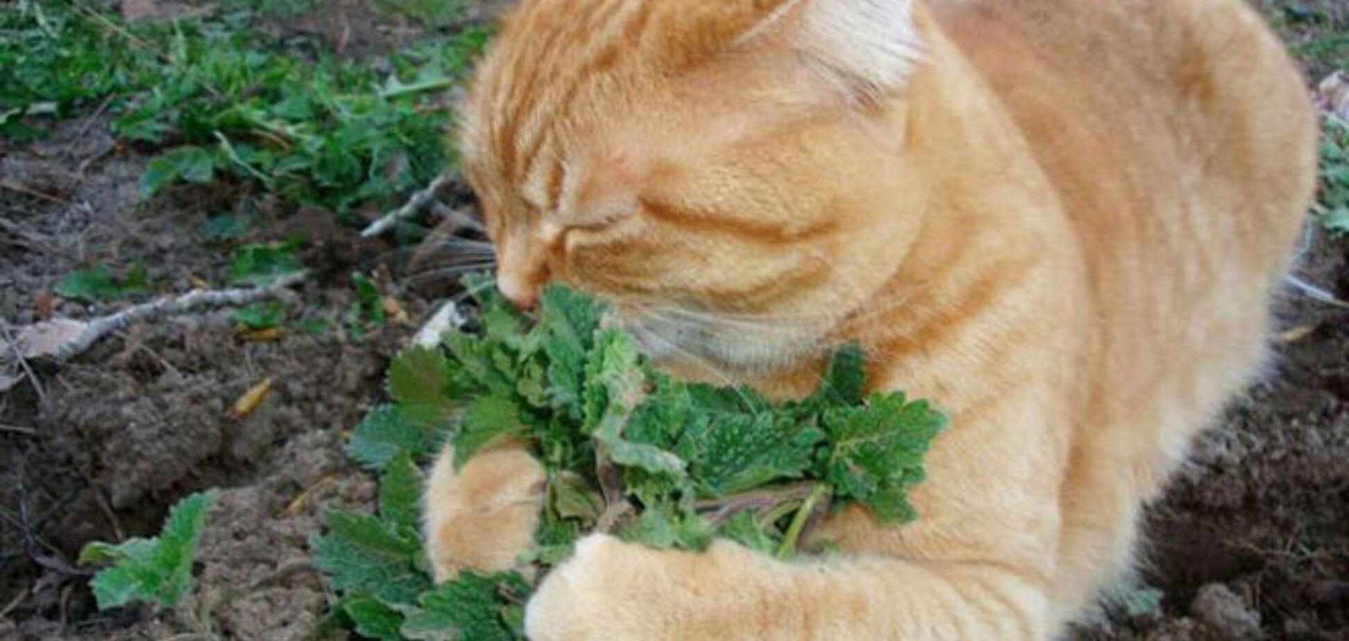 Кошки, которые любят суши, арбуз, оливки. Опубликованы фото  