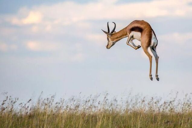 National Geographic опубликовал лучшие фото дикой природы за март 2015