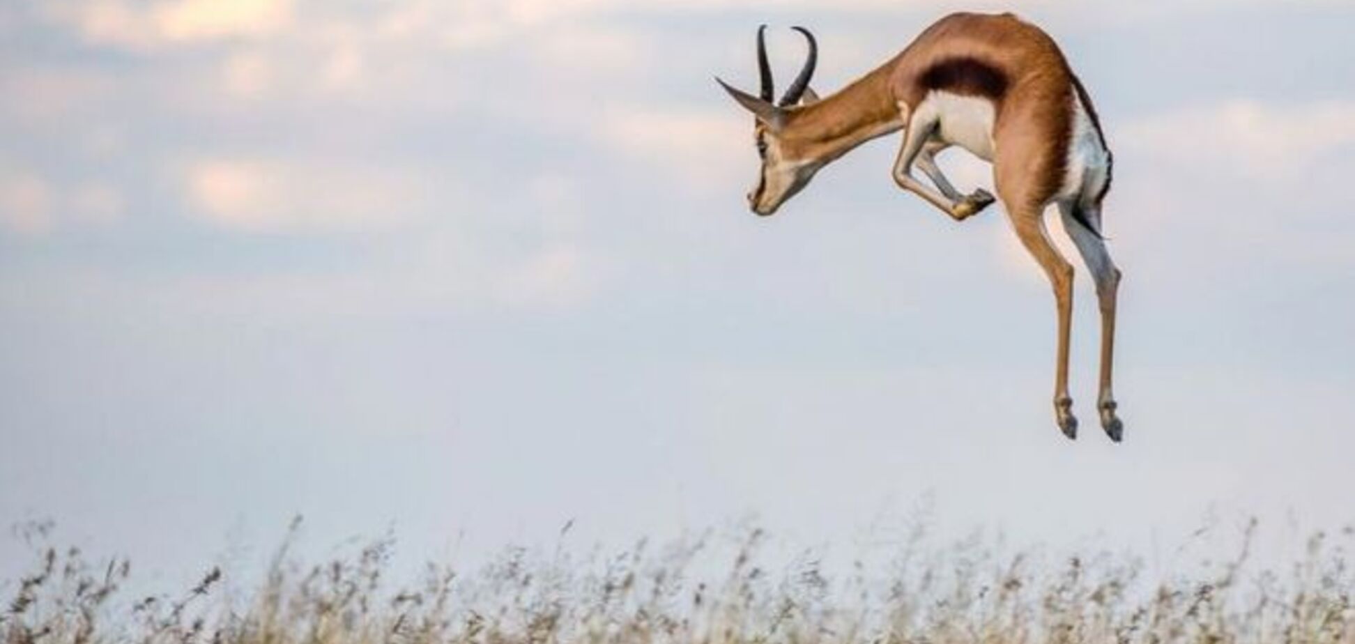 National Geographic опубликовал лучшие фото дикой природы за март 2015