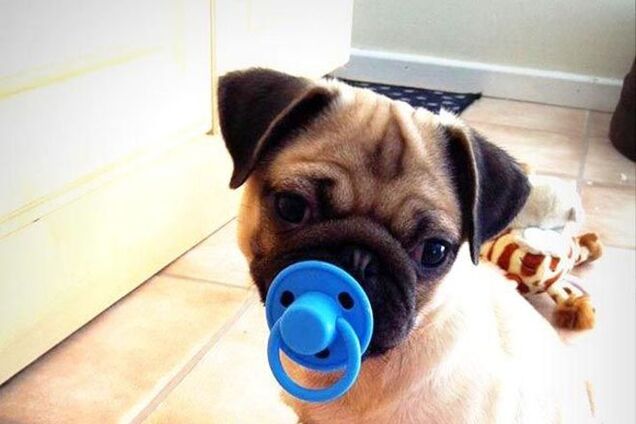 20 собак, которые не подозревают о том, насколько глупо они выглядят