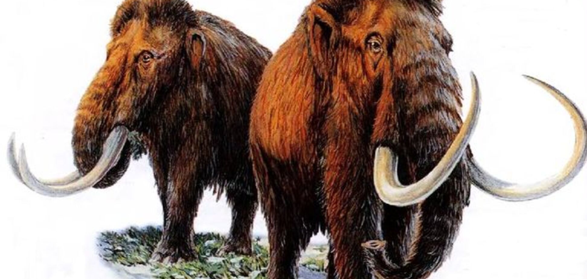 Российские ученые заявили, что знают, от чего вымерли мамонты