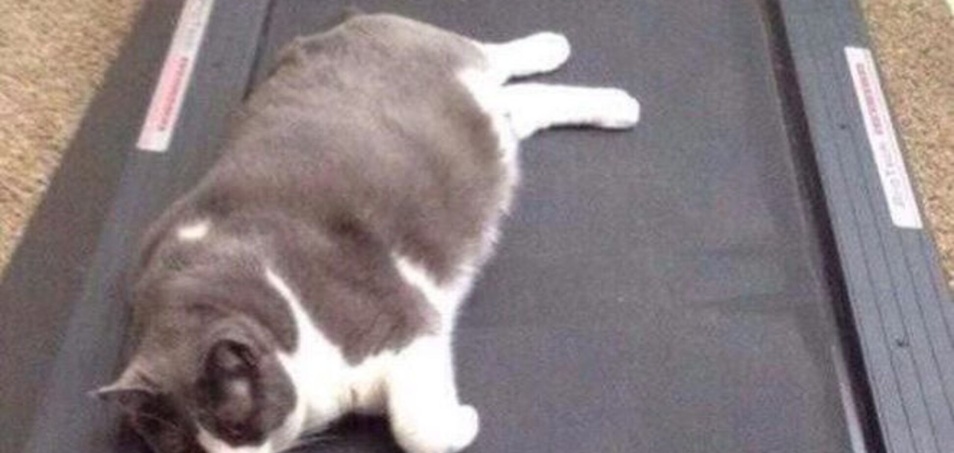 25 животных, в которых каждый узнает себя