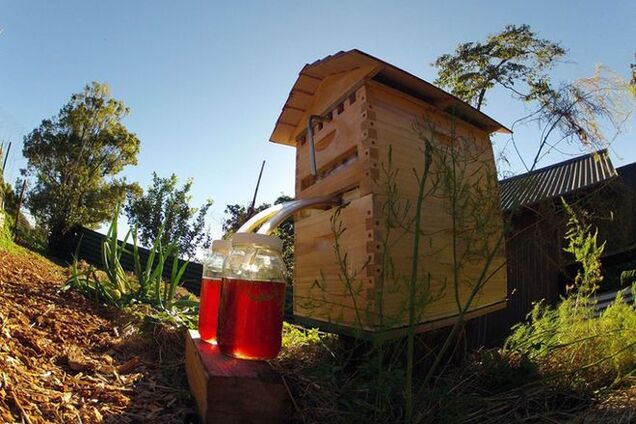 В Австралии изобрели 'умный' улей, который сам качает мед