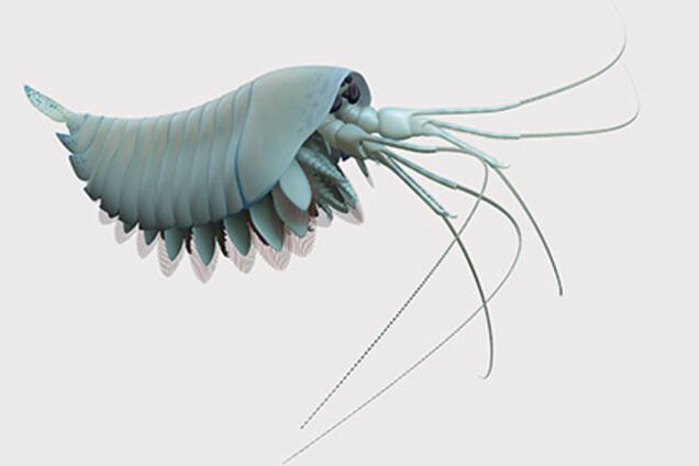 Ученые раскопали древнего четырехглазого хищника