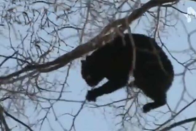 В Москве из-за сильного урагана в воздухе летали кошки: опубликовано видео