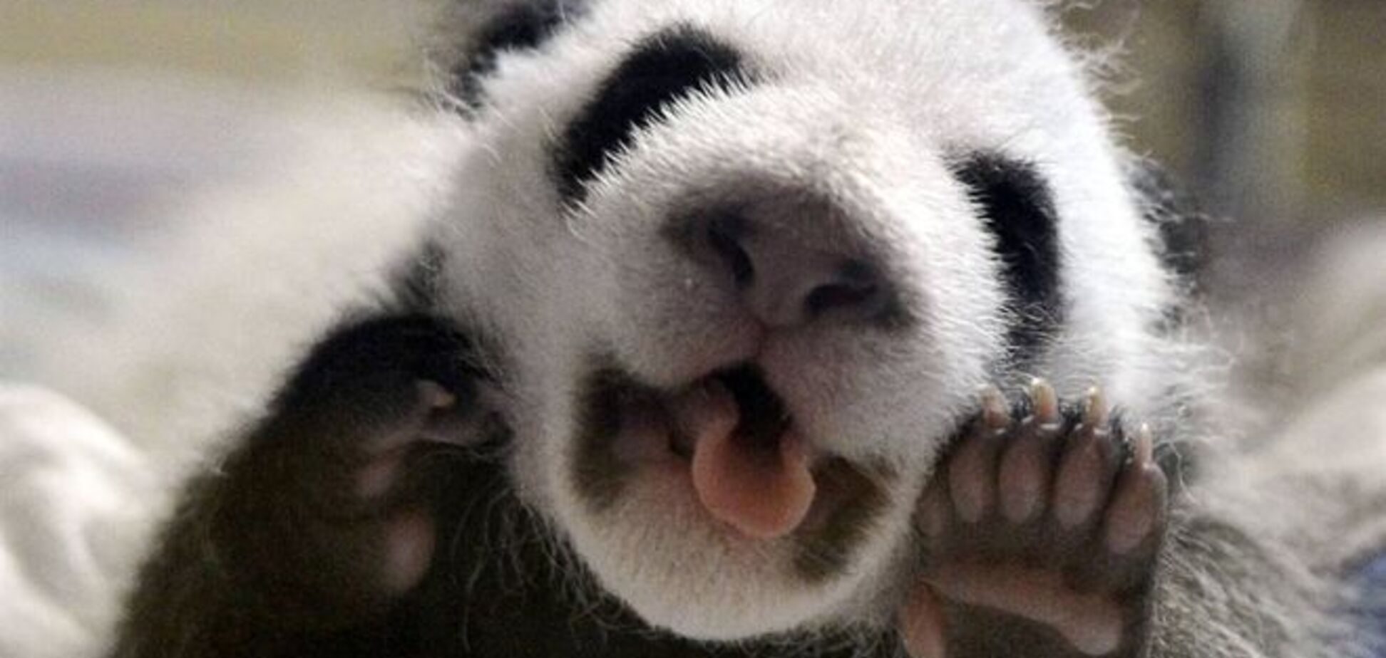 Научись расслабляться, как панда