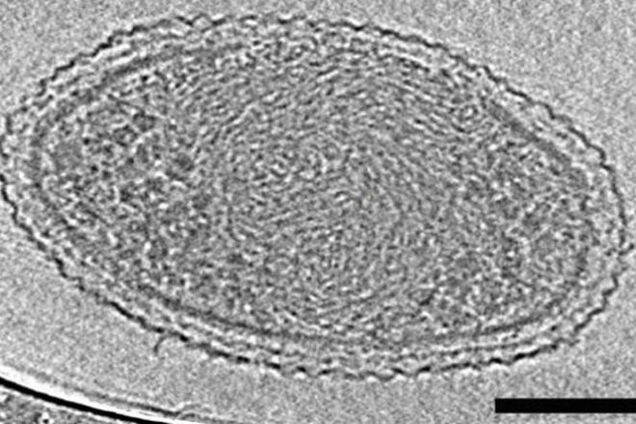 Ученые открыли самую маленькую форму жизни