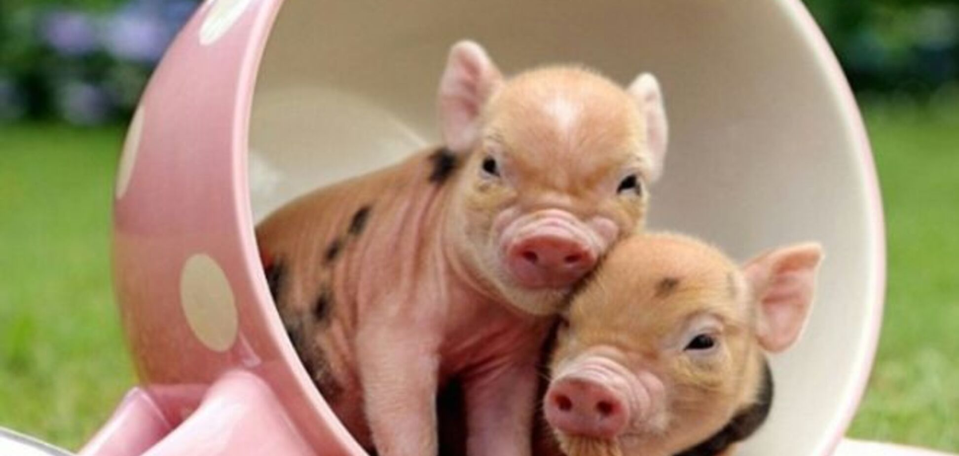 Мимими зашкаливает: снимки новорожденных животных