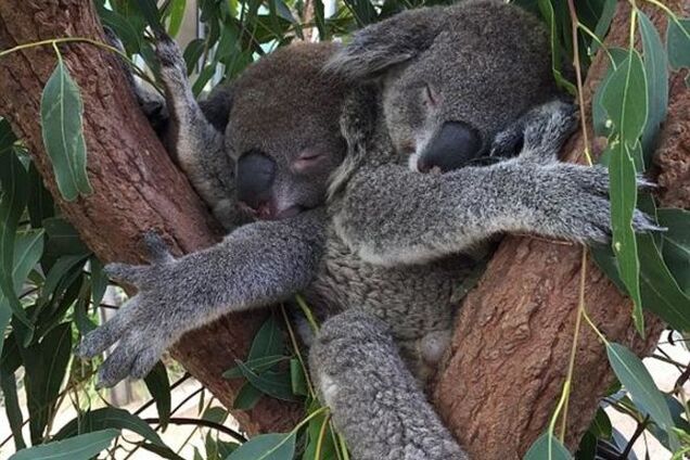 Жестокость или акт милосердия. По приказу властей в Австралии умертвили почти 700 коал