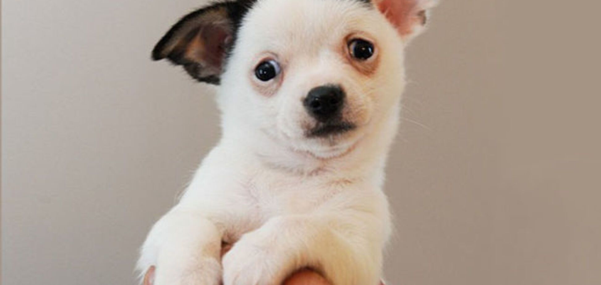 В Великобритании родилась собачка, похожая на Гитлера: фотофакт