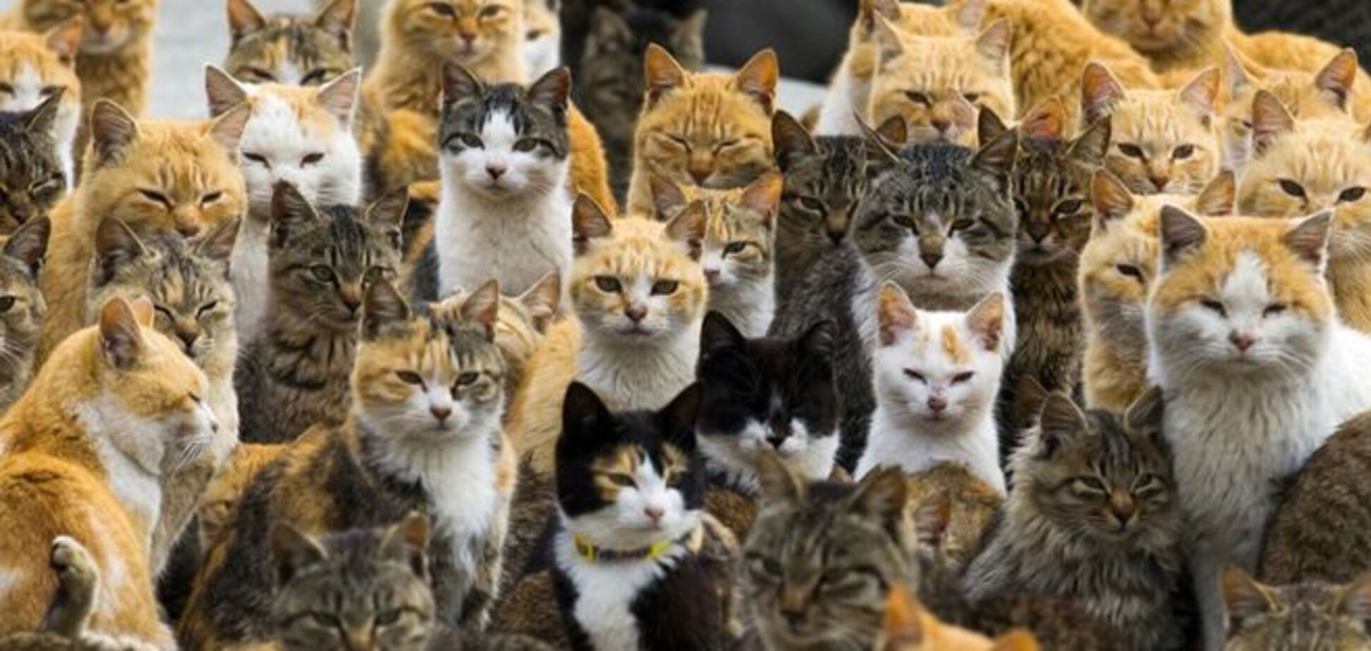 Остров кошек Аосима