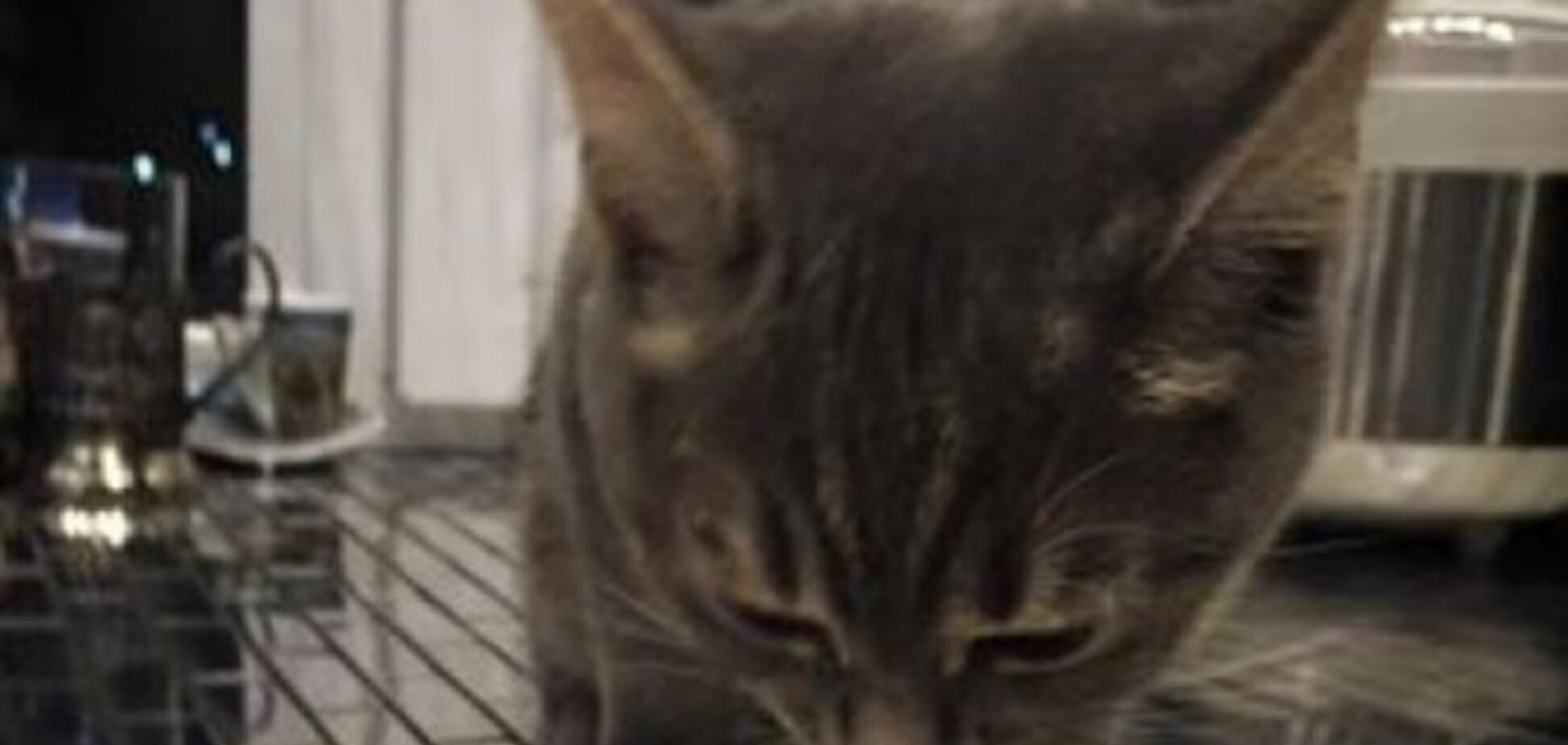 Московская чиновница оскандалилась из-за фото своего кота, который ест черную икру