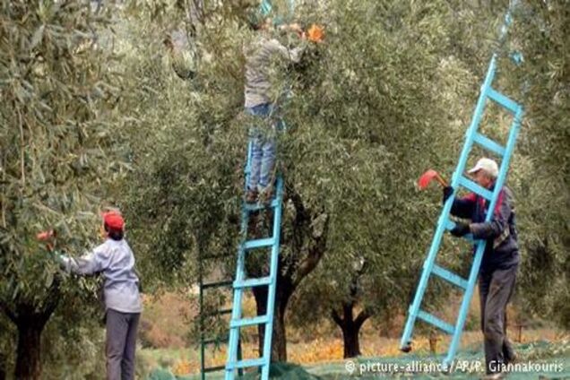 Сельское хозяйство или высокие технологии: что спасет Грецию