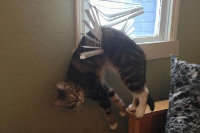 22 глупые кошки, попавшие в смешные и нелепые ситуации