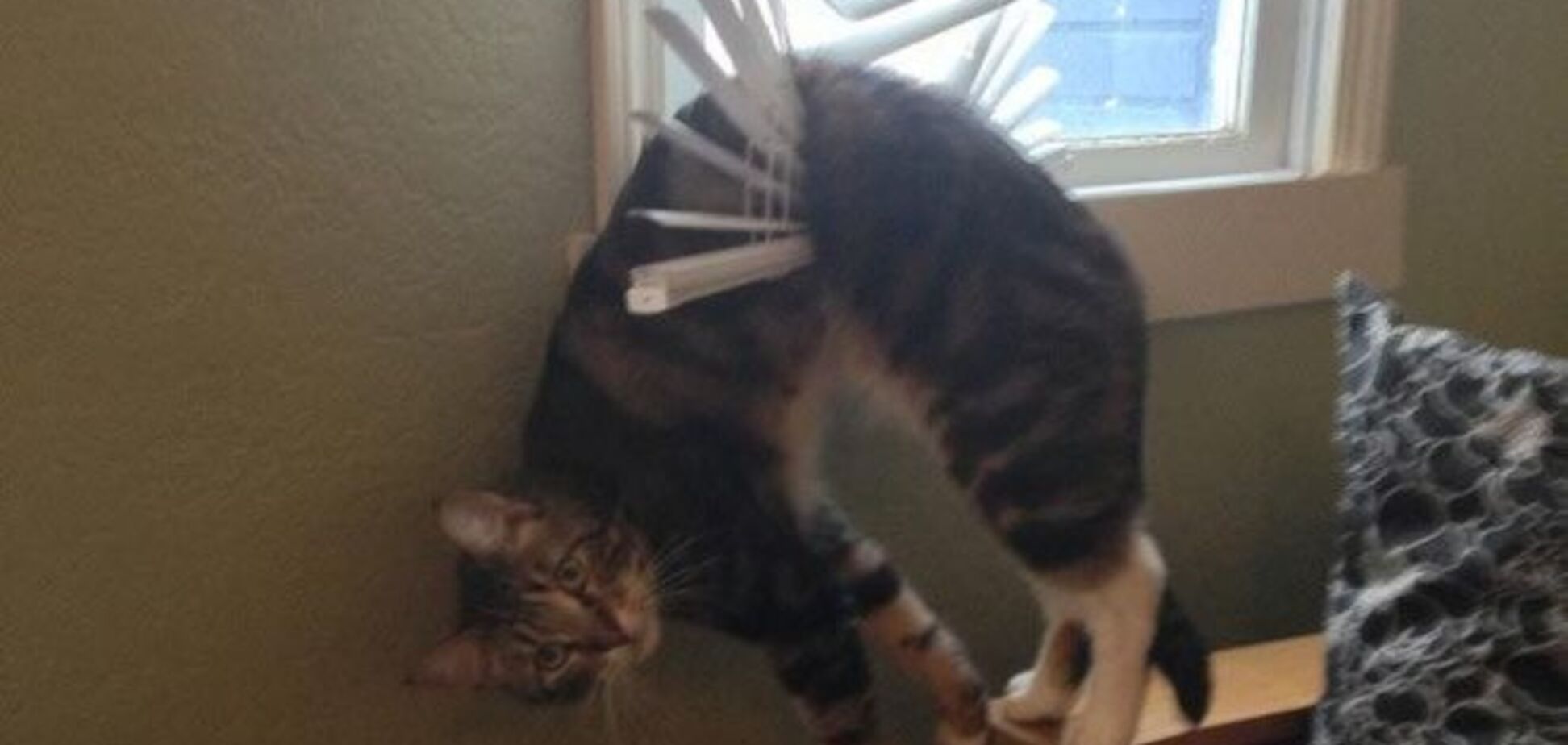 22 глупые кошки, попавшие в смешные и нелепые ситуации