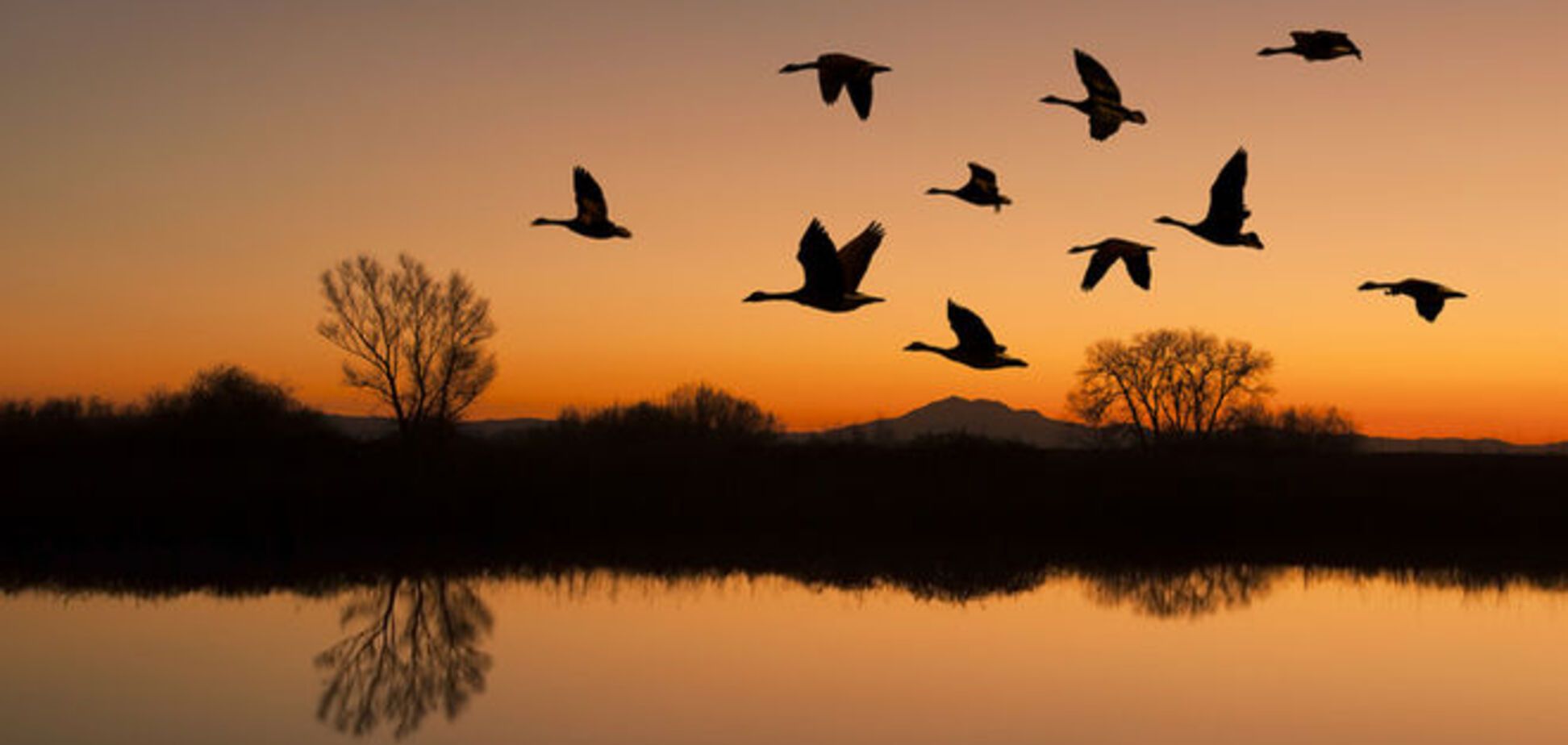 Ой, летіли дикі гуси, ой, летіли на Донбас!