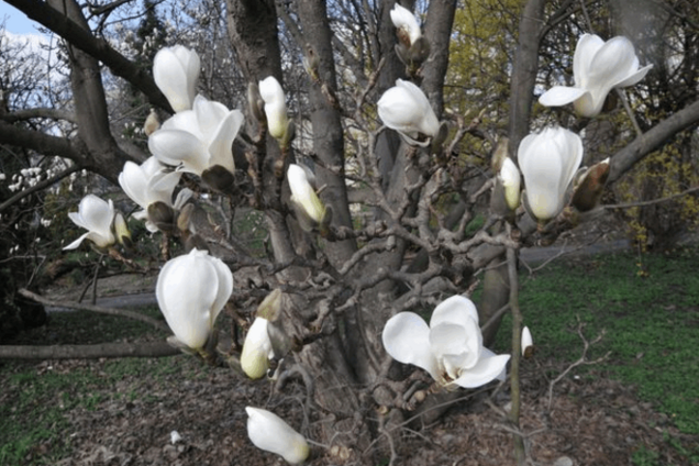 В Киеве зацветают магнолии
