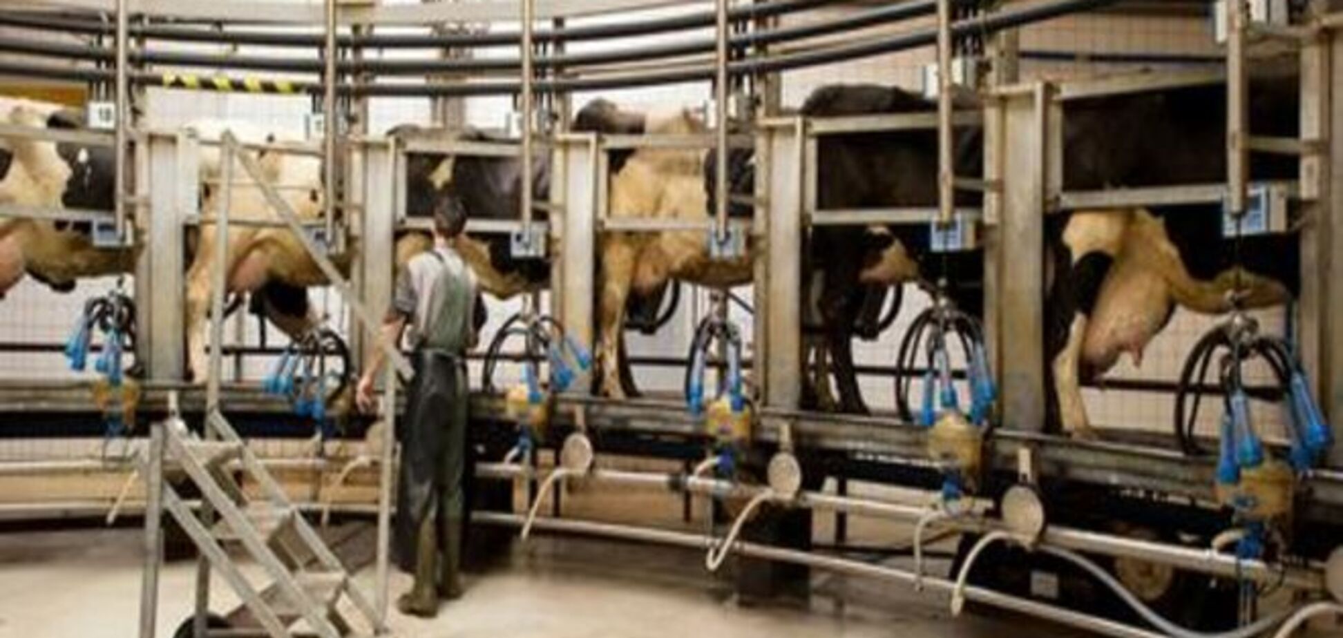 Европейские фермеры начали жить без молочных квот