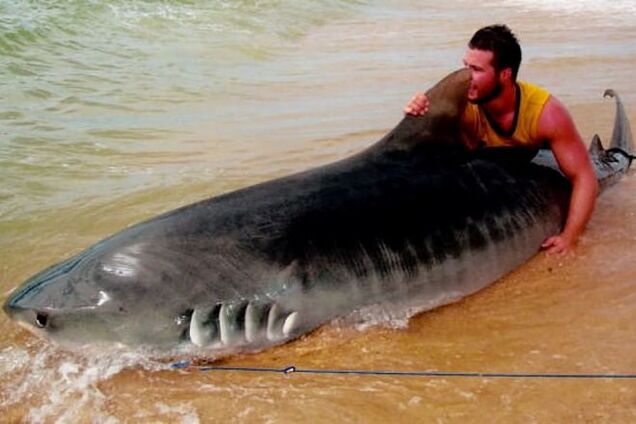 Австралиец поймал тигровую акулу голыми руками: опубликованы фото
