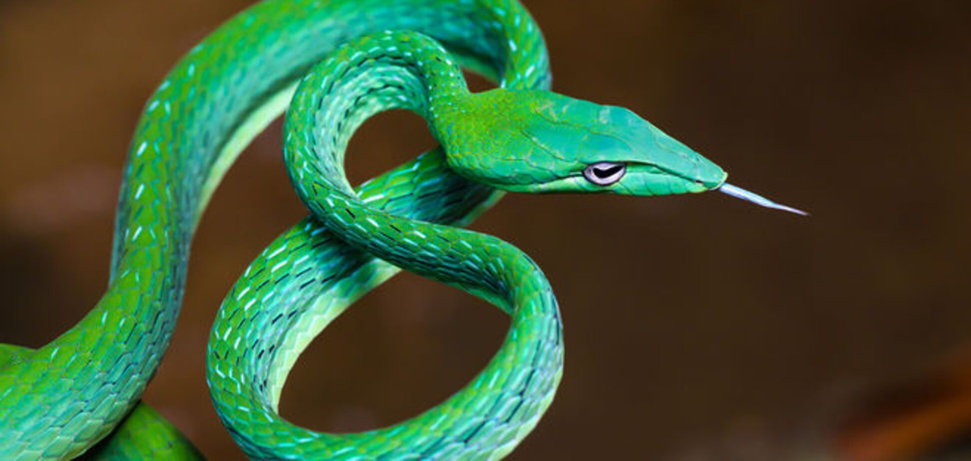 10 красивейших змей планеты