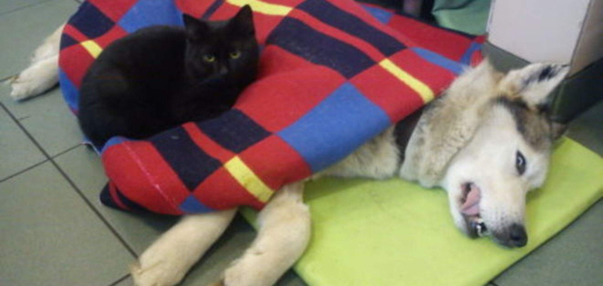 В польском приюте для животных живет кот-медбрат