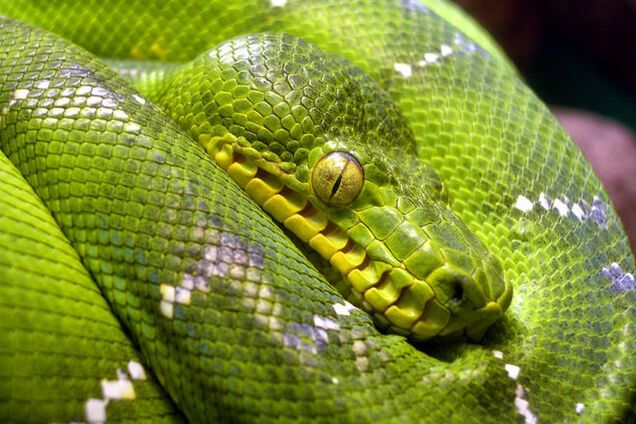Ползучие, но не гады: 10 красивейших змей планеты