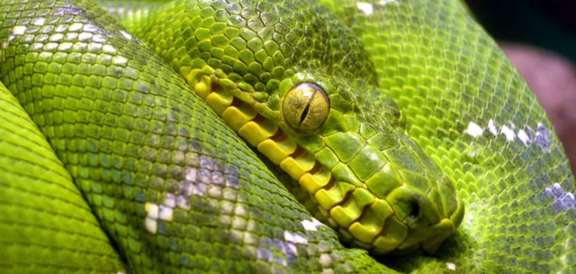 Ползучие, но не гады: 10 красивейших змей планеты