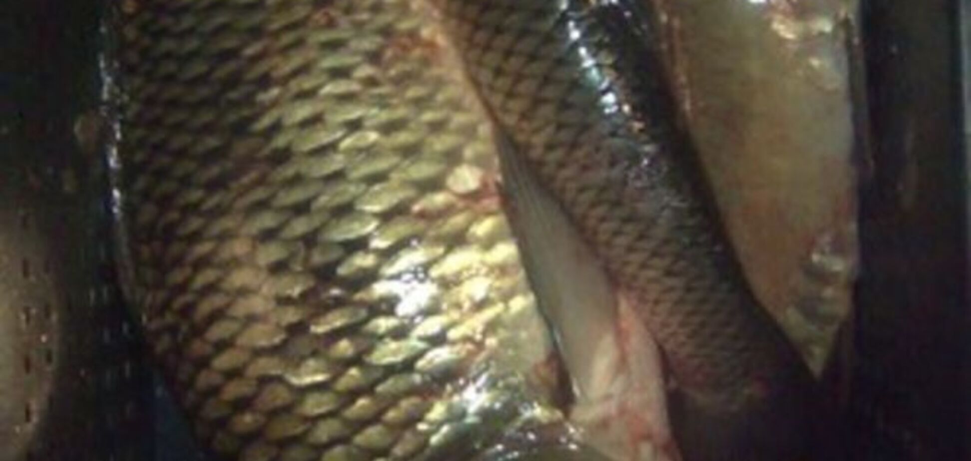 В 'ЛНР' продают карасиков в три разе дороже, чем в Киеве