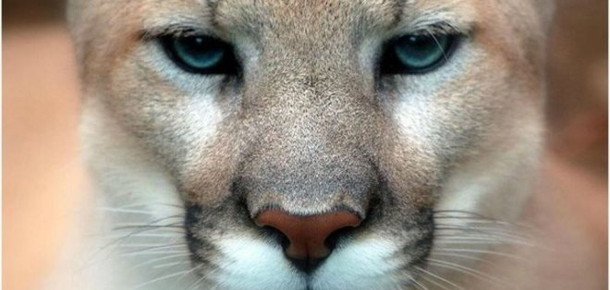 Загадочная русская душа: в Ростове спящую пуму вынесли из вольера и привязали к столбу