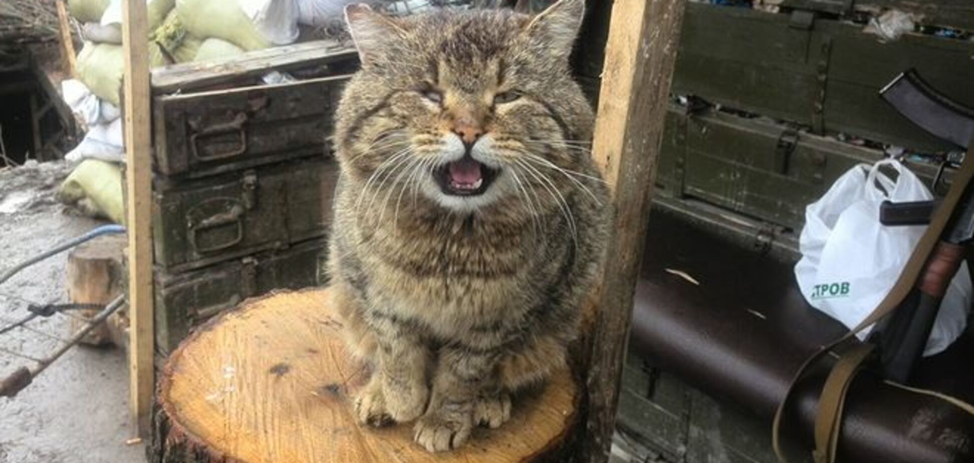 Лютый кот бойцов АТО 'Сепар' бьет лисиц: фотофакт