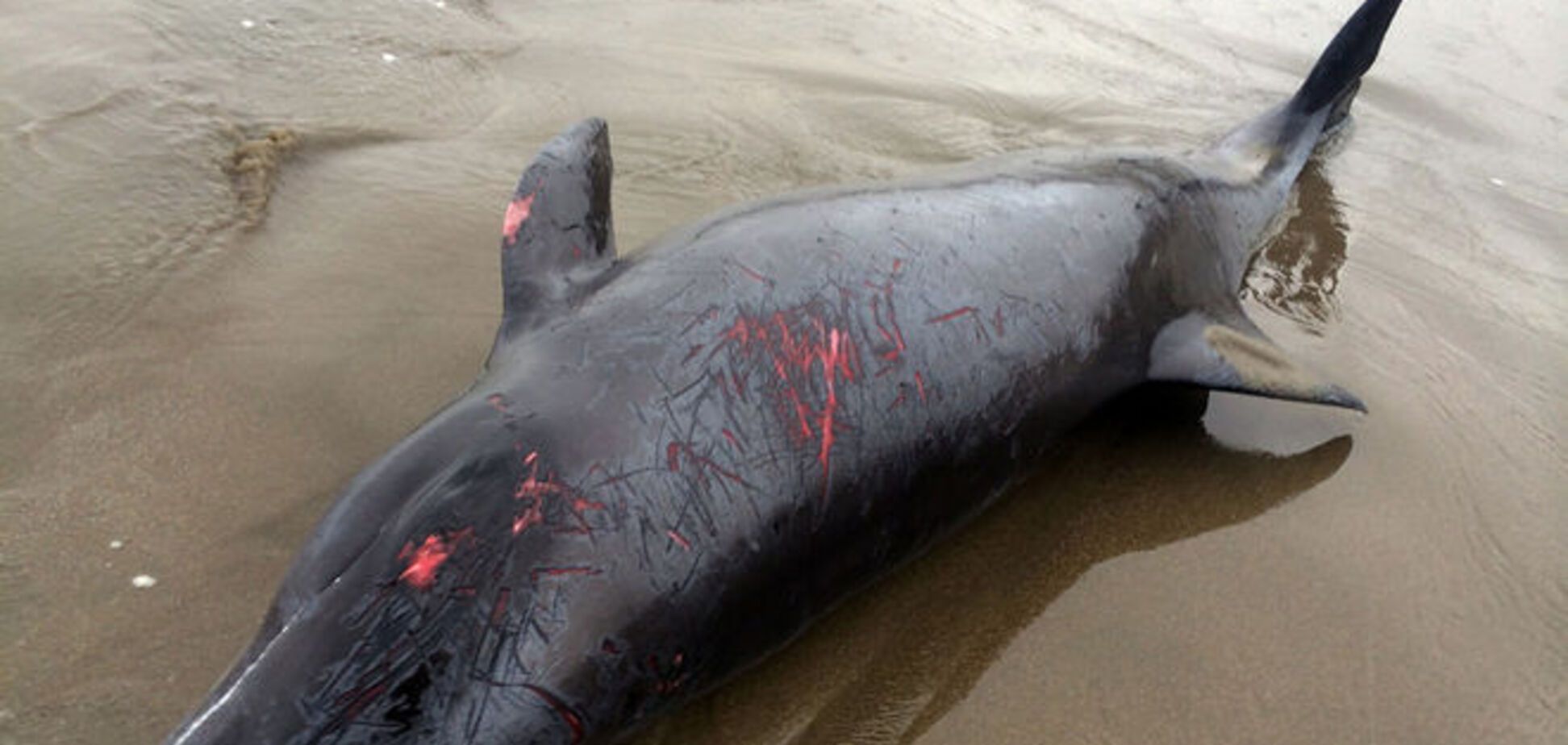 Полторы сотни дельфинов неожиданно выбросились на пляж в Японии: опубликованы фото и видео