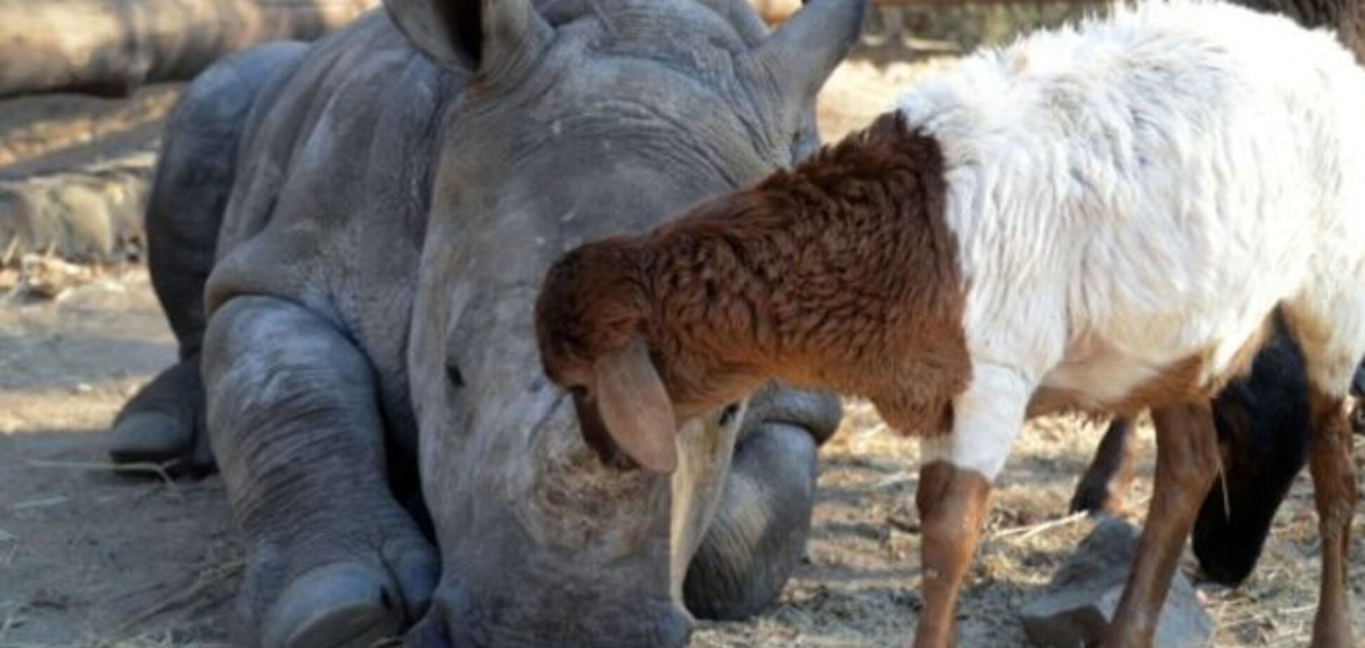 Носорог решил, что он ягненок: веселое видео очень странной дружбы