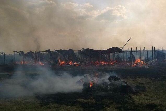 Под Киевом на Пасху подожгли приют для животных: погибло 70 собак
