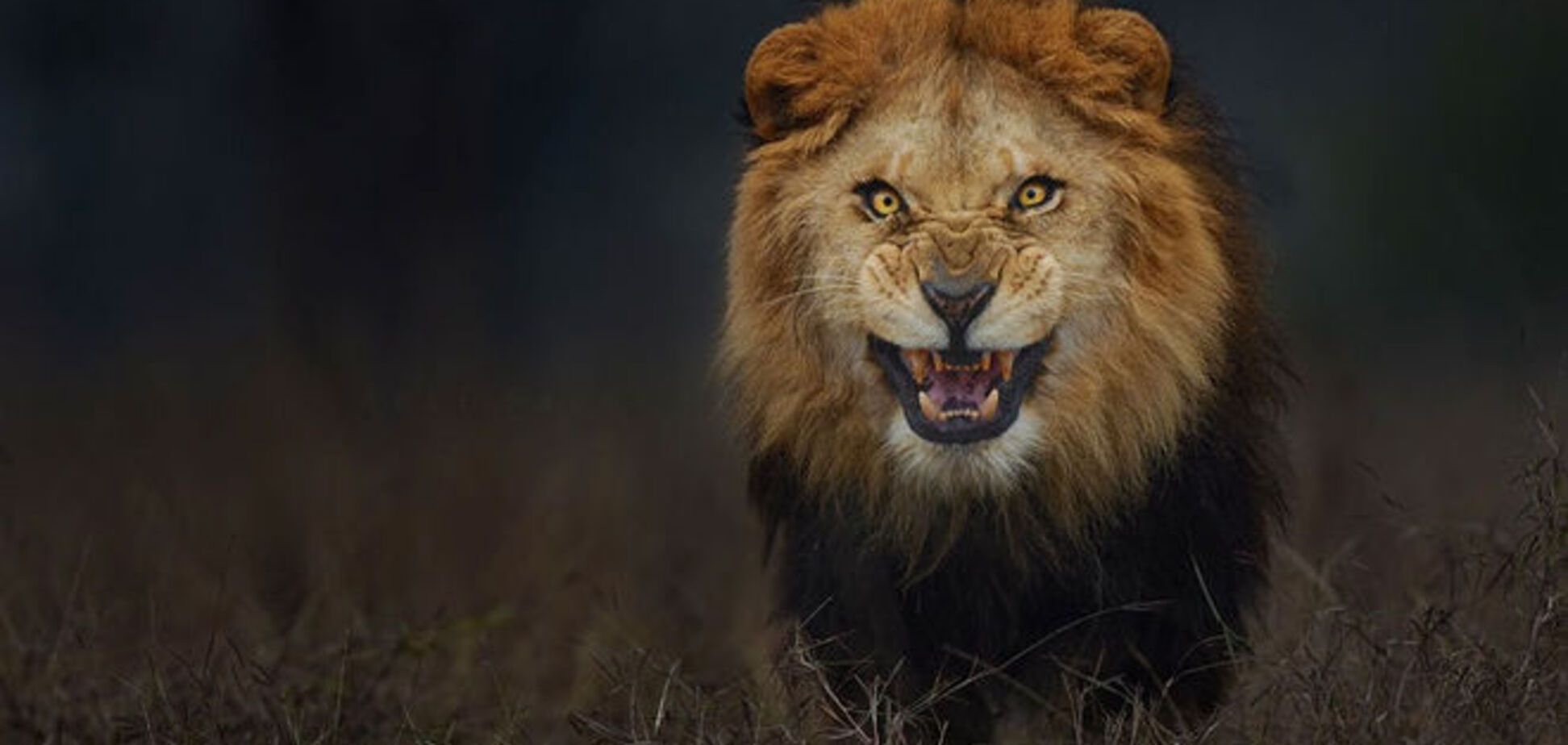 Уникальное фото: за секунду до прыжка льва на фотографа