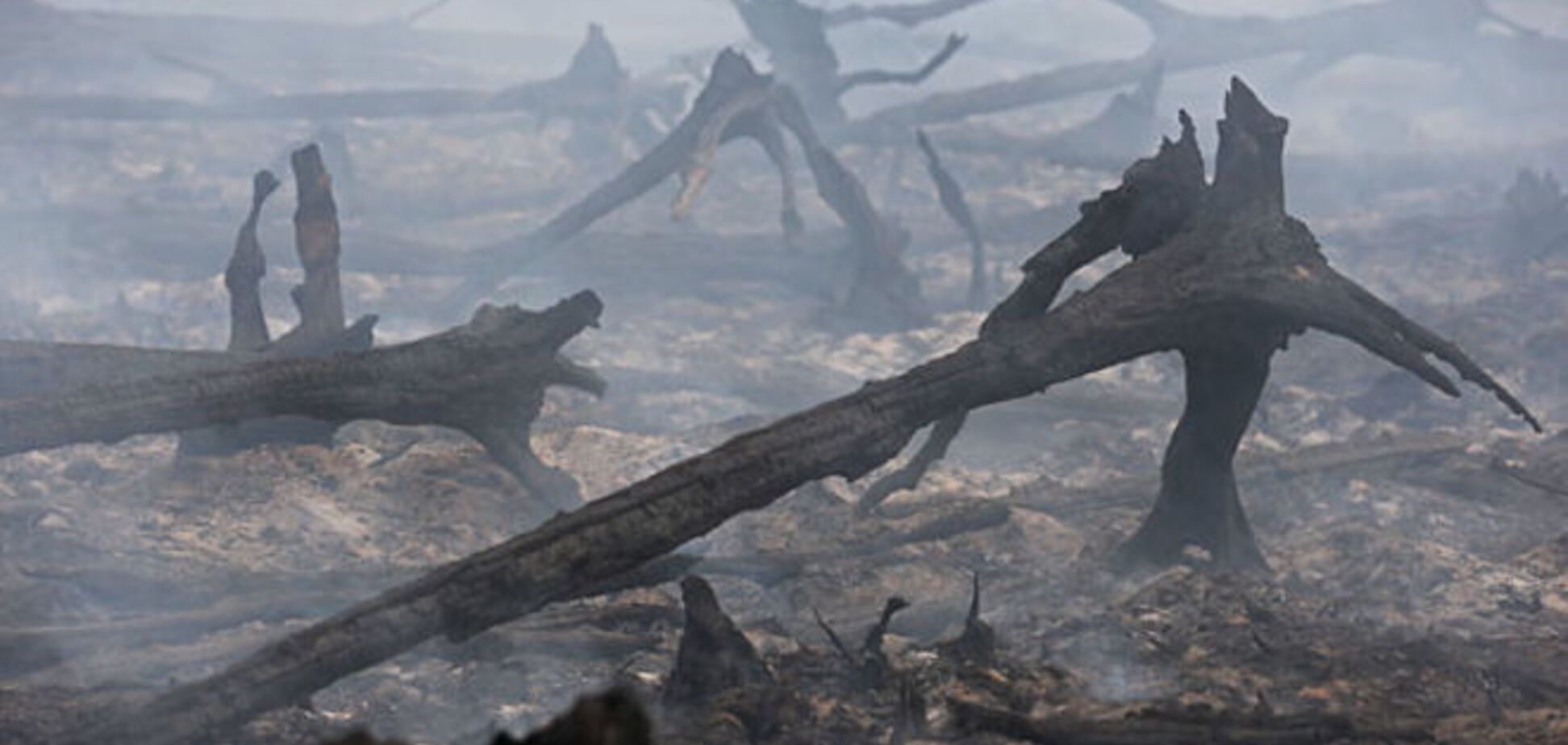 Под Киевом масштабный пожар: пылает 10 га леса