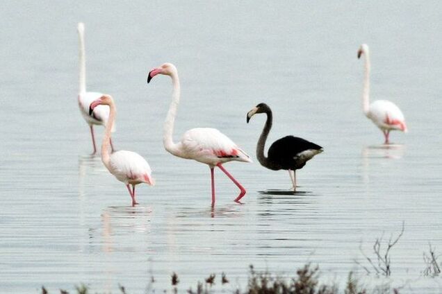 Черный фламинго — единственная такая птица в мире