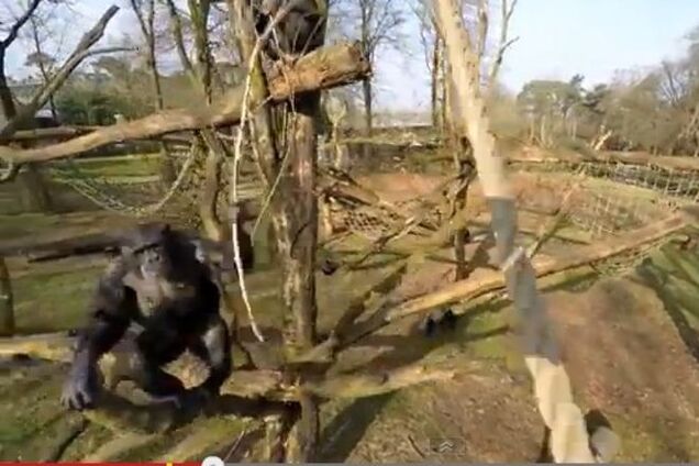 Обезьяна в зоопарке сбила палкой беспилотник: видеофакт
