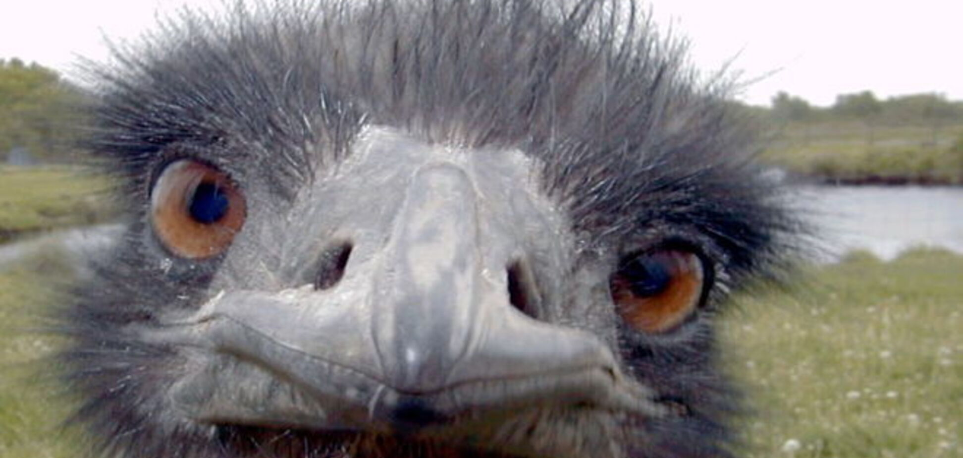 'Боевой' страус стал утешением для матери, потерявшей сына в зоне АТО