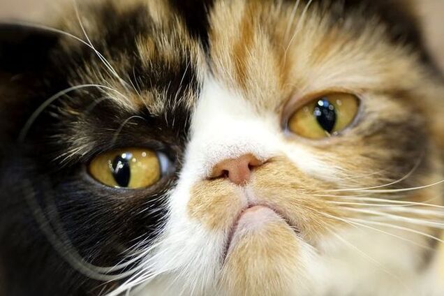 20 смешных кошек, которые пожалели, что сделали пакость