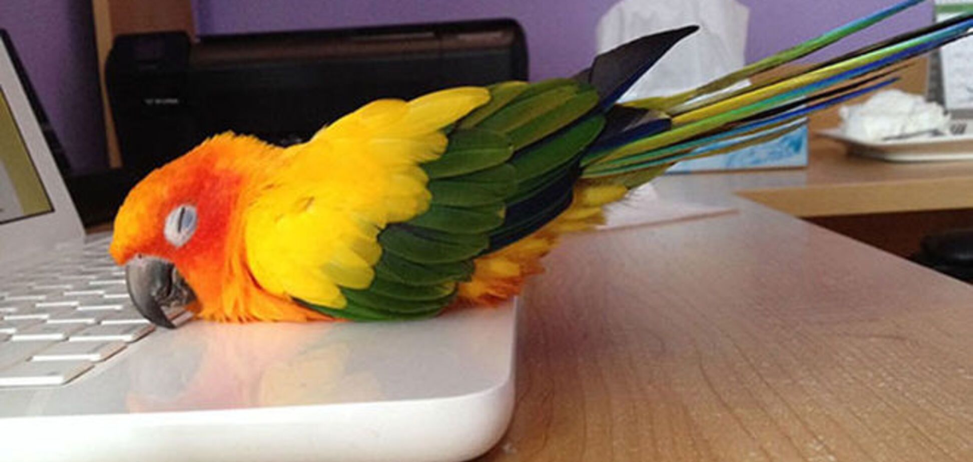 25 умилительных животных, которые знают места теплее Мальдив